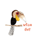 Picky Hornbill（個別スタンプ：36）