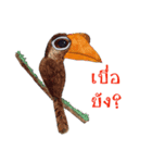 Picky Hornbill（個別スタンプ：38）