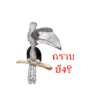 Picky Hornbill（個別スタンプ：39）