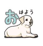 わんこ日和ラブラドールの仔犬（個別スタンプ：4）