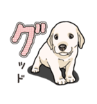 わんこ日和ラブラドールの仔犬（個別スタンプ：24）