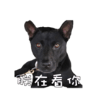 Taiwan Dog Kingkong（個別スタンプ：3）