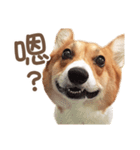 Corgi Pon Pon(Palbum)（個別スタンプ：1）