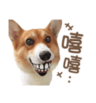 Corgi Pon Pon(Palbum)（個別スタンプ：2）