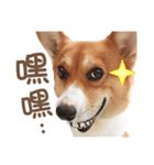 Corgi Pon Pon(Palbum)（個別スタンプ：3）