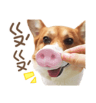 Corgi Pon Pon(Palbum)（個別スタンプ：4）