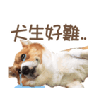 Corgi Pon Pon(Palbum)（個別スタンプ：5）