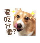 Corgi Pon Pon(Palbum)（個別スタンプ：6）