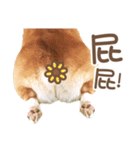 Corgi Pon Pon(Palbum)（個別スタンプ：8）