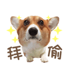 Corgi Pon Pon(Palbum)（個別スタンプ：9）