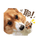 Corgi Pon Pon(Palbum)（個別スタンプ：10）