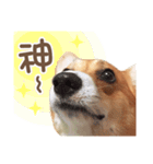 Corgi Pon Pon(Palbum)（個別スタンプ：11）