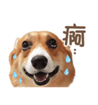 Corgi Pon Pon(Palbum)（個別スタンプ：12）