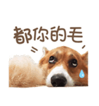 Corgi Pon Pon(Palbum)（個別スタンプ：13）