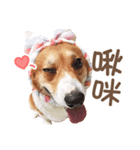 Corgi Pon Pon(Palbum)（個別スタンプ：14）