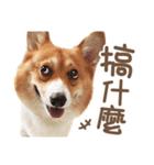 Corgi Pon Pon(Palbum)（個別スタンプ：15）