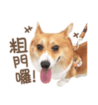 Corgi Pon Pon(Palbum)（個別スタンプ：16）