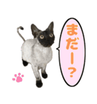 ばらたぬきさん家の猫ライフ（個別スタンプ：2）