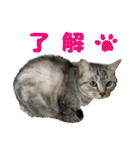 ばらたぬきさん家の猫ライフ（個別スタンプ：6）