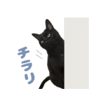 ばらたぬきさん家の猫ライフ（個別スタンプ：21）