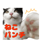 ばらたぬきさん家の猫ライフ（個別スタンプ：27）