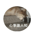 Alaskan Husky - DiDi's Daily life（個別スタンプ：11）