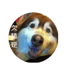 Alaskan Husky - DiDi's Daily life（個別スタンプ：12）