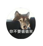 Alaskan Husky - DiDi's Daily life（個別スタンプ：14）