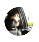 Alaskan Husky - DiDi's Daily life（個別スタンプ：15）