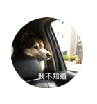 Alaskan Husky - DiDi's Daily life（個別スタンプ：16）