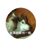 Alaskan Husky - DiDi's Daily life（個別スタンプ：21）