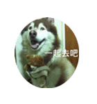 Alaskan Husky - DiDi's Daily life（個別スタンプ：23）