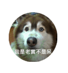 Alaskan Husky - DiDi's Daily life（個別スタンプ：25）