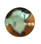 Alaskan Husky - DiDi's Daily life（個別スタンプ：27）