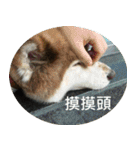 Alaskan Husky - DiDi's Daily life（個別スタンプ：35）