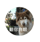 Alaskan Husky - DiDi's Daily life（個別スタンプ：37）