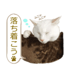 猫いっぱい写真スタンプ（個別スタンプ：7）