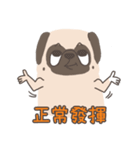 Pug＆Boston Terrier（個別スタンプ：13）