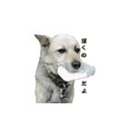 愛犬たち（個別スタンプ：1）