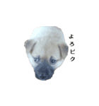 愛犬たち（個別スタンプ：3）