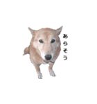 愛犬たち（個別スタンプ：4）