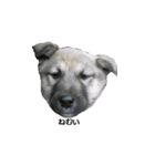 愛犬たち（個別スタンプ：5）