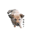 愛犬たち（個別スタンプ：6）