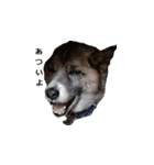 愛犬たち（個別スタンプ：7）
