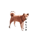 愛犬たち（個別スタンプ：8）