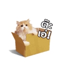 They Call Me Meaow (Duk Dik)（個別スタンプ：10）