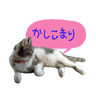 可愛い 猫の写真 テンコ（個別スタンプ：5）