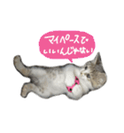 可愛い 猫の写真 テンコ（個別スタンプ：16）