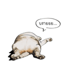 Sorry, we're straightforward（個別スタンプ：2）