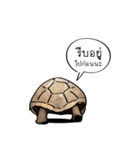 Sorry, we're straightforward（個別スタンプ：17）
